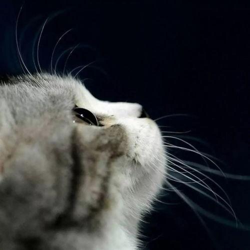 吃瓜娱乐酱猫